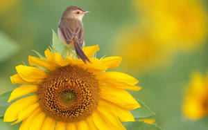 Bird On Sunflower Wallpaper
