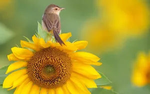 Bird On Sunflower Wallpaper