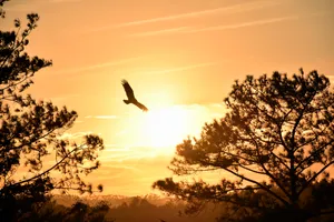 Bird Silhouette In Sunset Wallpaper