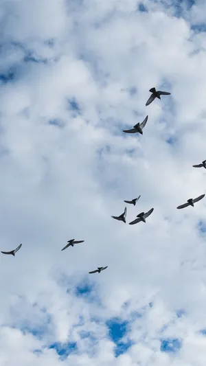 Birds Flying Over The Cumulus Clouds Wallpaper