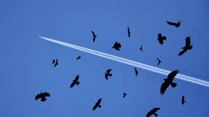 Birds Flying Under The Jet Contrails Wallpaper