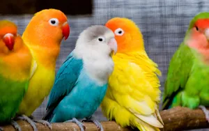 Birds Of Love Wallpaper