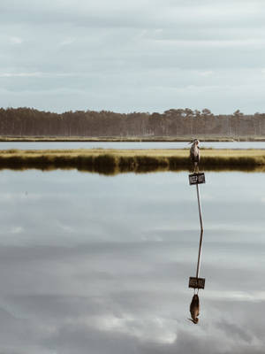 Birds On A Pole In Nature Wallpaper