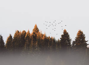 Birds On Foggy Trees Wallpaper