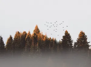 Birds On Foggy Trees Wallpaper