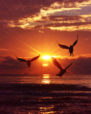 Birds Silhouettes Sea Sunrise Wallpaper