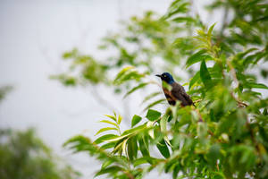 Birds With Blue Heads In Nature Wallpaper