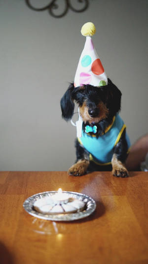 Birthday Dog With A Party Hat Wallpaper