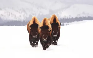 Bison_in_ Winter_ Snowscape Wallpaper
