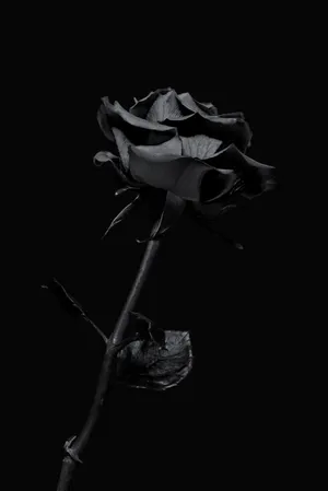 Black Aesthetic Iphone Rose Flower Wallpaper