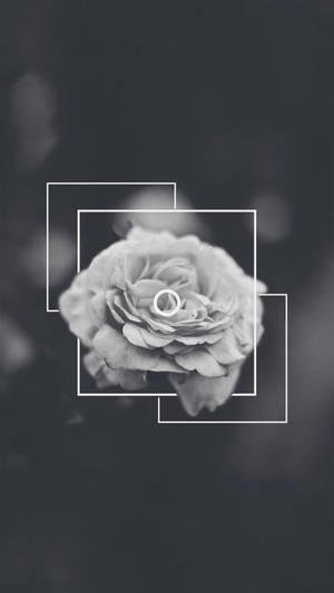 Black Aesthetic Rose Grayscale Wallpaper