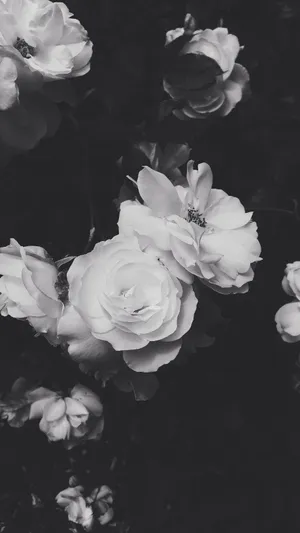 Black Aesthetic Rose White Color Wallpaper