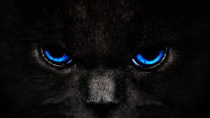 Black And Blue Fierce Cat Wallpaper