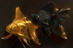 Black And Golden Koi Fish Wallpaper