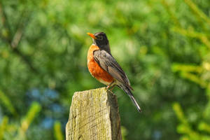 Black And Orange Beautiful Birds Wallpaper