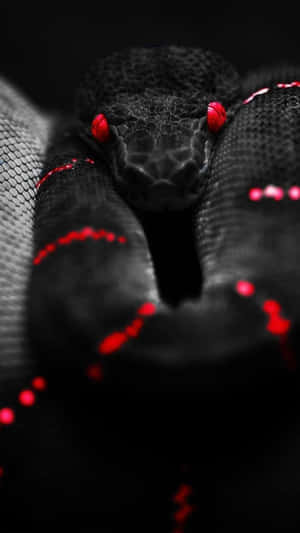 Black And Red Aesthetic Snake Close Up Shot Wallpaper
