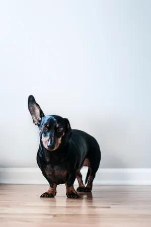 Black And Tan Dachshund Dog Wallpaper