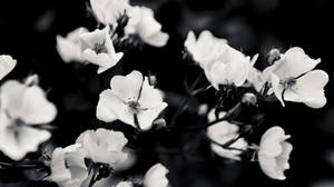 Black And White Aesthetic Bloomed Flowers Wallpaper
