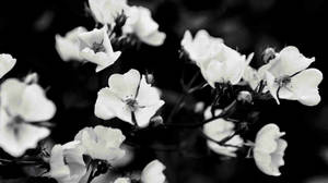 Black And White Aesthetic Blossoms On Bush Wallpaper
