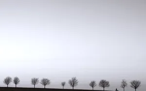 Black And White Aesthetic Dead Trees Wallpaper