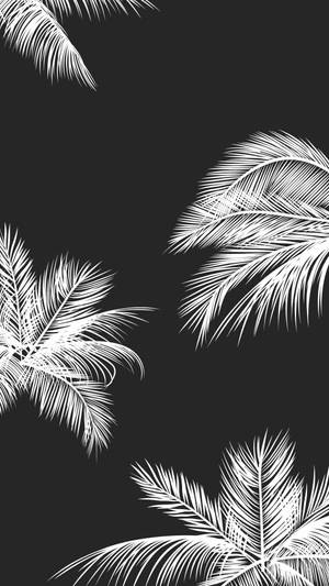 Black And White Aesthetic Palm Tree Leaves Wallpaper