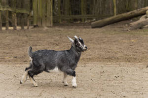 Black And White Baby Goat Wallpaper