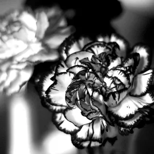 Black And White Carnation Wallpaper