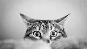 Black And White Cat Wallpaper