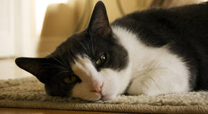 Black And White Cat Resting On A Mat Wallpaper