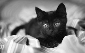 Black And White Cat Rests On Blanket Wallpaper