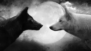 Black And White Cool Wolf Wallpaper