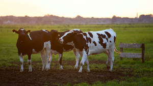 Black And White Cow Animals On The Farm Wallpaper