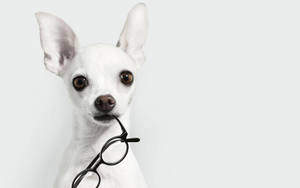 Black And White Dog Chihuahua With Glasses Wallpaper