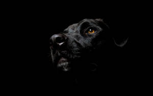 Black And White Dog With Glassy Brown Eye Wallpaper