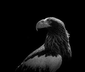 Black And White Eagle Photography Wallpaper