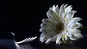 Black And White Flower Chrysanthemum Wallpaper