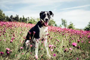 Black And White French Hound Dog Wallpaper