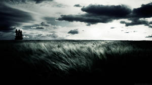 Black And White Hd Grassland Wallpaper