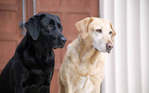 Black And White Labrador Dogs Wallpaper