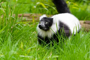 Black And White Lemur Wallpaper