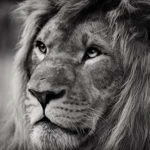 Black And White Lion Wallpaper
