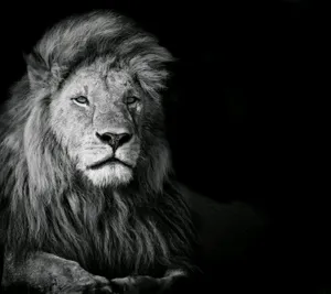 Black And White Lion On Black Background Wallpaper