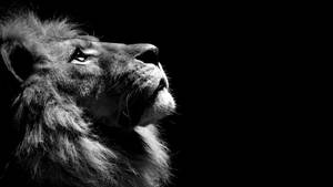 Black And White Lion Wallpaper