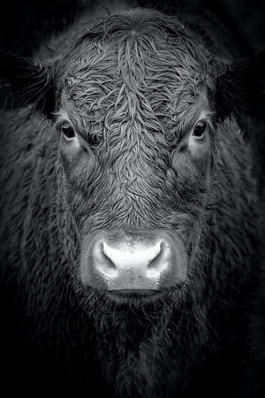 Black And White Portrait Of A Cow Wallpaper