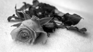 Black And White Rose On Fabric Wallpaper