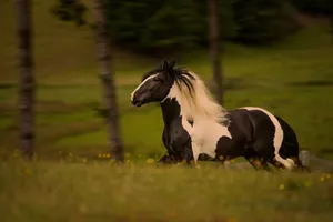 Black And White Running Horse Wallpaper