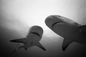 Black And White Shark Wallpaper