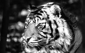 Black And White Tiger Close Up Wallpaper