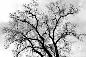 Black And White Tree Wallpaper