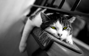 Black And White With Green Eyed Cat Wallpaper